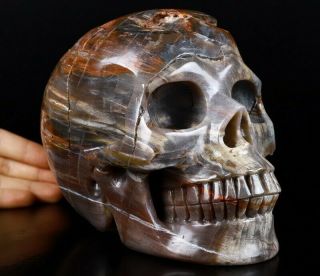 Lifesized 7.  0 " Petrified Wood Carved Crystal Skull,  Realistic,  Healing