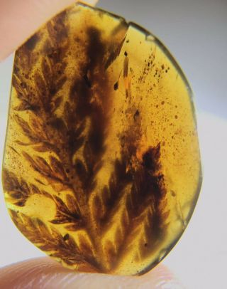 Tree Branch With Many Leaves Burmite Myanmar Amber Insect Fossil Dinosaur Age