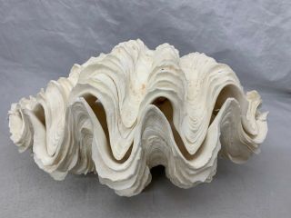 Matched Pair Tridacna Squamosa Giant Clam Fluted Sea Shell Length 11” Height 5”