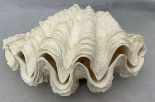 MATCHED PAIR Tridacna Squamosa giant clam Fluted Sea shell Length 11” Height 5” 2
