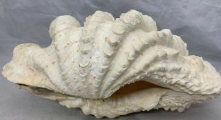 MATCHED PAIR Tridacna Squamosa giant clam Fluted Sea shell Length 11” Height 5” 3
