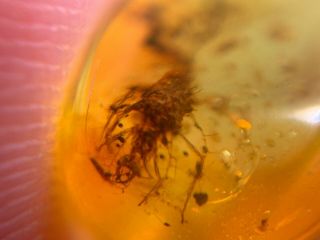 Neuroptera Lacewings Larvae Aphid Lion Burmite Myanmar Burma Amber Insect Fossil