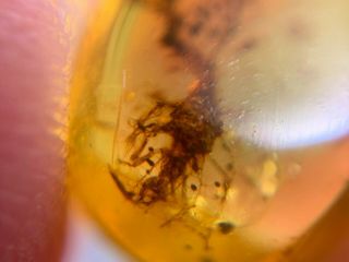 Neuroptera lacewings larvae aphid lion Burmite Myanmar Burma Amber insect fossil 4