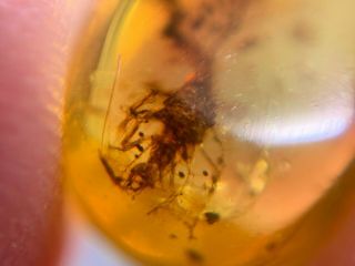 Neuroptera lacewings larvae aphid lion Burmite Myanmar Burma Amber insect fossil 5