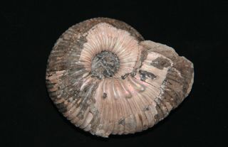 Ammonite Abnormal Kepplerites Jurassic Callovian Russia Fossil