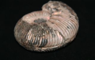 Ammonite Abnormal Kepplerites Jurassic Callovian Russia Fossil 2
