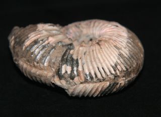 Ammonite Abnormal Kepplerites Jurassic Callovian Russia Fossil 3