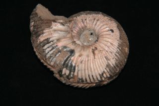 Ammonite Abnormal Kepplerites Jurassic Callovian Russia Fossil 4