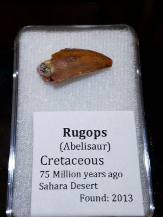 Dinosaur Rugops Fossil Tooth Therapod Kem Kem Formation Morocco Cretaceous