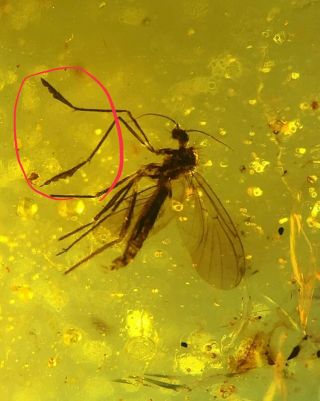 Rare Mosquito Culicidae.  Burmite 100 Natural Myanmar Insect Amber Fossil
