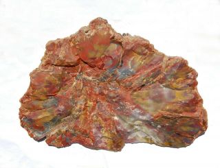 Large,  Multi - Colored,  Polished Arizona Petrified Wood Round - End Cut 2