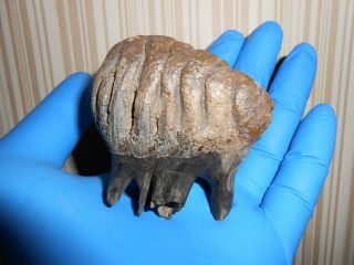 Tooth Baby Of A Woolly Mammoth Fossil！with Great Roots Preserved！！