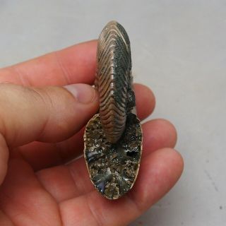 74mm Quenstedtoceras Pyrite Ammonite Fossils Callovian Fossilien Russia 6