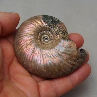 79mm Quenstedtoceras Pyrite Ammonite Fossils Callovian Fossilien Russia 7