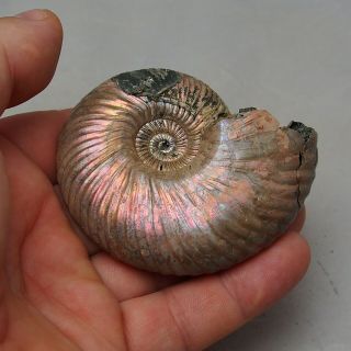 79mm Quenstedtoceras Pyrite Ammonite Fossils Callovian Fossilien Russia 8