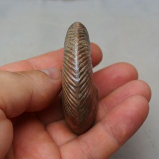 68mm Quenstedtoceras Pyrite Ammonite Fossils Callovian Fossilien Russia 7