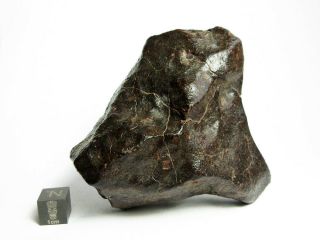 NWA x Meteorite 332.  66g Beautifully Regmaglypted Space Rock 3