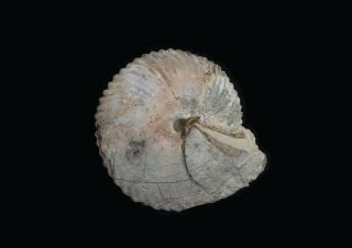 Rare Fossil Jurassic Ammonite Cadochamoussetia Uzhovkensis From Russia