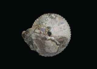 Rare fossil jurassic ammonite Cadochamoussetia uzhovkensis from Russia 2