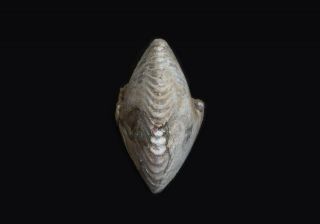 Rare fossil jurassic ammonite Cadochamoussetia uzhovkensis from Russia 3