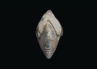 Rare fossil jurassic ammonite Cadochamoussetia uzhovkensis from Russia 4
