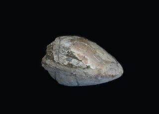 Rare fossil jurassic ammonite Cadochamoussetia uzhovkensis from Russia 5