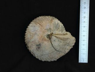 Rare fossil jurassic ammonite Cadochamoussetia uzhovkensis from Russia 6