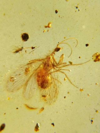 Rare Neuroptera.  Burmite Natural Myanmar Insect Amber Fossil