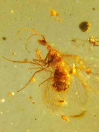Rare Neuroptera.  Burmite Natural Myanmar Insect Amber Fossil 2