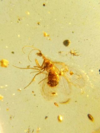 Rare Neuroptera.  Burmite Natural Myanmar Insect Amber Fossil 4