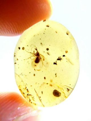 Rare Neuroptera.  Burmite Natural Myanmar Insect Amber Fossil 5