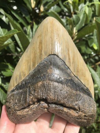 Huge Solid 5.  81” Megalodon Tooth Fossil Shark Teeth Over 1 Pound