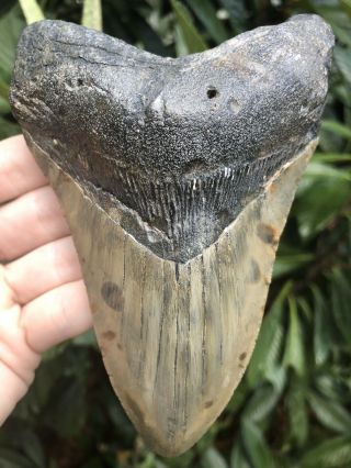 Huge 5.  38” Megalodon Tooth Fossil Shark Teeth