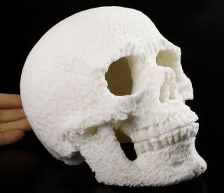 Lifesized 7.  3 " White Coral Carved Crystal Hollow Inside Crystal Skull,  Healing