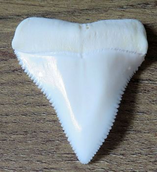 1.  594 " Upper Nature Modern Great White Shark Tooth (teeth)