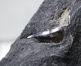 Glikmanius Occidentalis Shark Tooth Mecca Quarry,  Mazon Pit 14,  Il Pennsylvanian