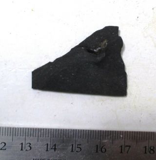 Glikmanius occidentalis shark tooth Mecca Quarry,  Mazon Pit 14,  IL pennsylvanian 2