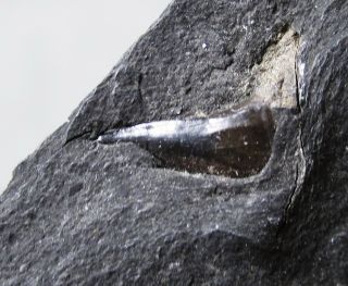 Glikmanius occidentalis shark tooth Mecca Quarry,  Mazon Pit 14,  IL pennsylvanian 4