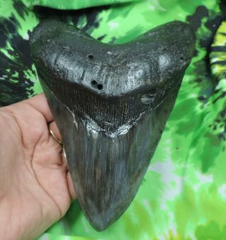 Megalodon Sharks Tooth 6 1/8  Inch Fossil Sharks Tooth Teeth