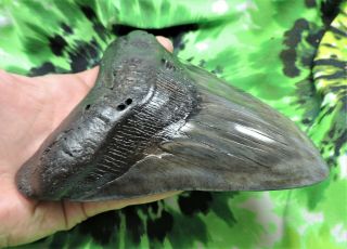 Megalodon Sharks Tooth 6 1/8  inch fossil sharks tooth teeth 3