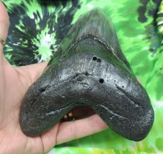 Megalodon Sharks Tooth 6 1/8  inch fossil sharks tooth teeth 4