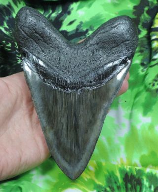 Megalodon Sharks Tooth 6 1/8  inch fossil sharks tooth teeth 5