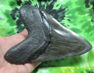 Megalodon Sharks Tooth 6 1/8  inch fossil sharks tooth teeth 6