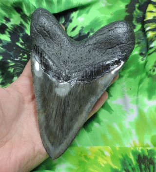 Megalodon Sharks Tooth 6 1/8  inch fossil sharks tooth teeth 7