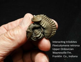 Two Large Ordovician Flexicalymene Trilobites Engaged Presumed Mating Activity