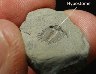 Rare Spiny Ordovician Inverted Trilobite Primaspis Crosotus Exposed Hypostome