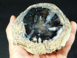A Big Highly Agatized Blue Forest Petrified Wood Fossil From Wyoming 1353gr E