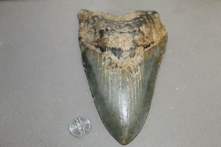 Megalodon Fossil Giant Shark Teeth Natural Large 6.  24 " Huge Tooth