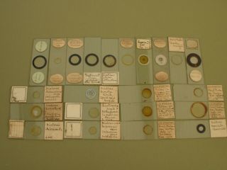 Antique Microscope Slide.  22 Diatom Slides