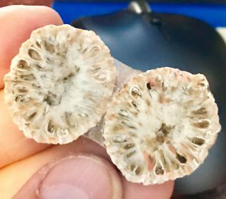 Argentina Pine Cone 1” Pair Araucaria Pinecone Fossil Rare Jewelry Grade Must C